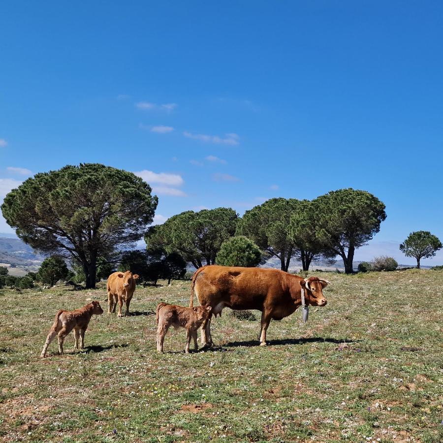 Agriturismo Il Drago Mirabella Imbaccari エクステリア 写真