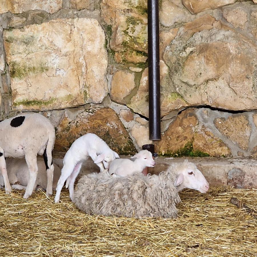 Agriturismo Il Drago Mirabella Imbaccari エクステリア 写真