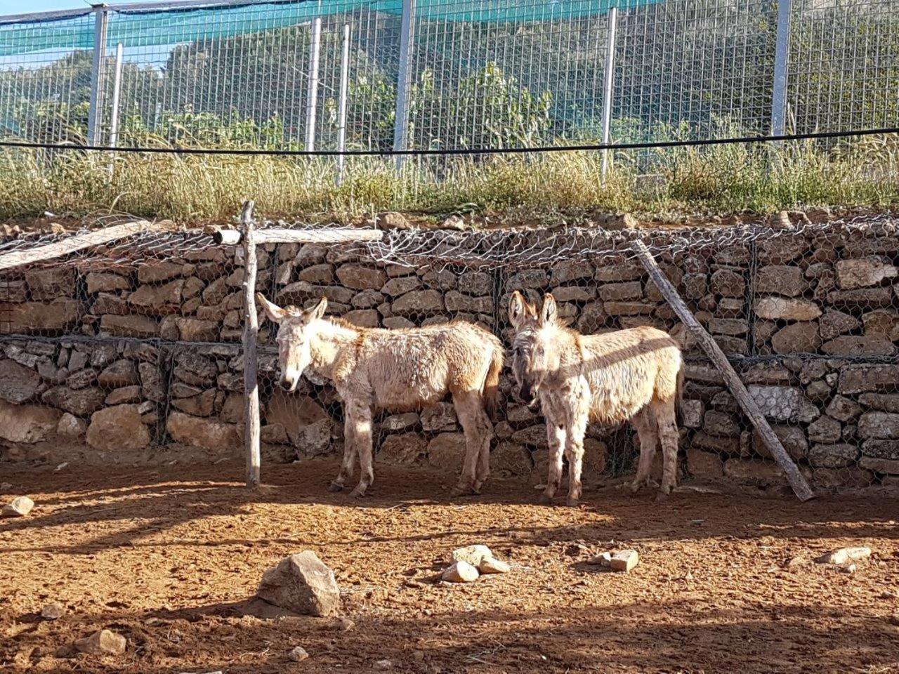 Agriturismo Il Drago Mirabella Imbaccari エクステリア 写真